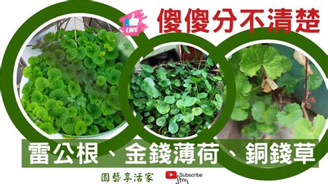 金錢薄荷禁忌|金錢薄荷的安全食用量與頻率